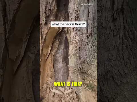MYSTERIOUS STONE Inside Tree
