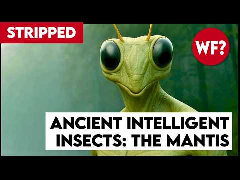 Earth's Mantis Overlords | They've Been Here all Along (STRIPPED)
