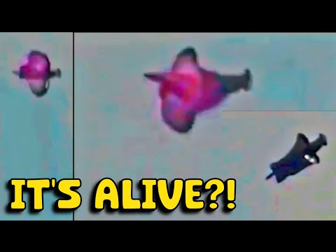 UFO Living Organism in the Sky?!