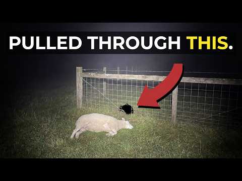100 Animals Dead In Brazil. No Predator. No Blood. No Explanation.