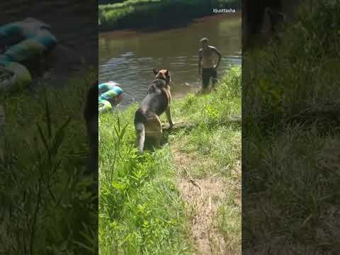 Dog SAVES Woman From Criminal