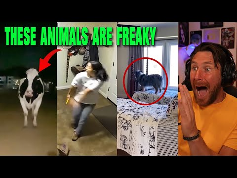 Holy Cow! Scary Paranormal Videos To Make You Believe In Ghosts