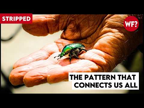Synchronicities | The Science Behind Your Meaningful Coincidences (STRIPPED)