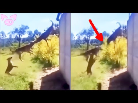 These Scary Videos Are Not For You!