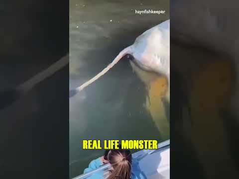 Real Life SEA MONSTER