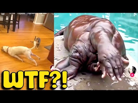 TikTok is BACK but... Was It Worth It?