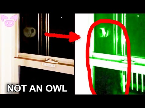 We Found 7 Creepy Videos That Experts Can't Explain—Can You?