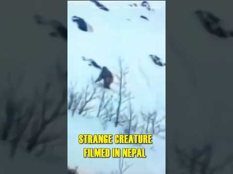 YETI Caught on Camera