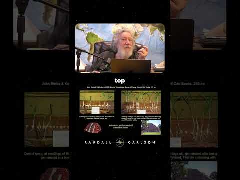 Mayan Corn Growth: Hotel Room vs Sacred Pyramid